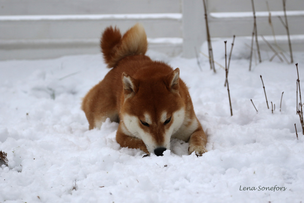 Boy njuter i snön